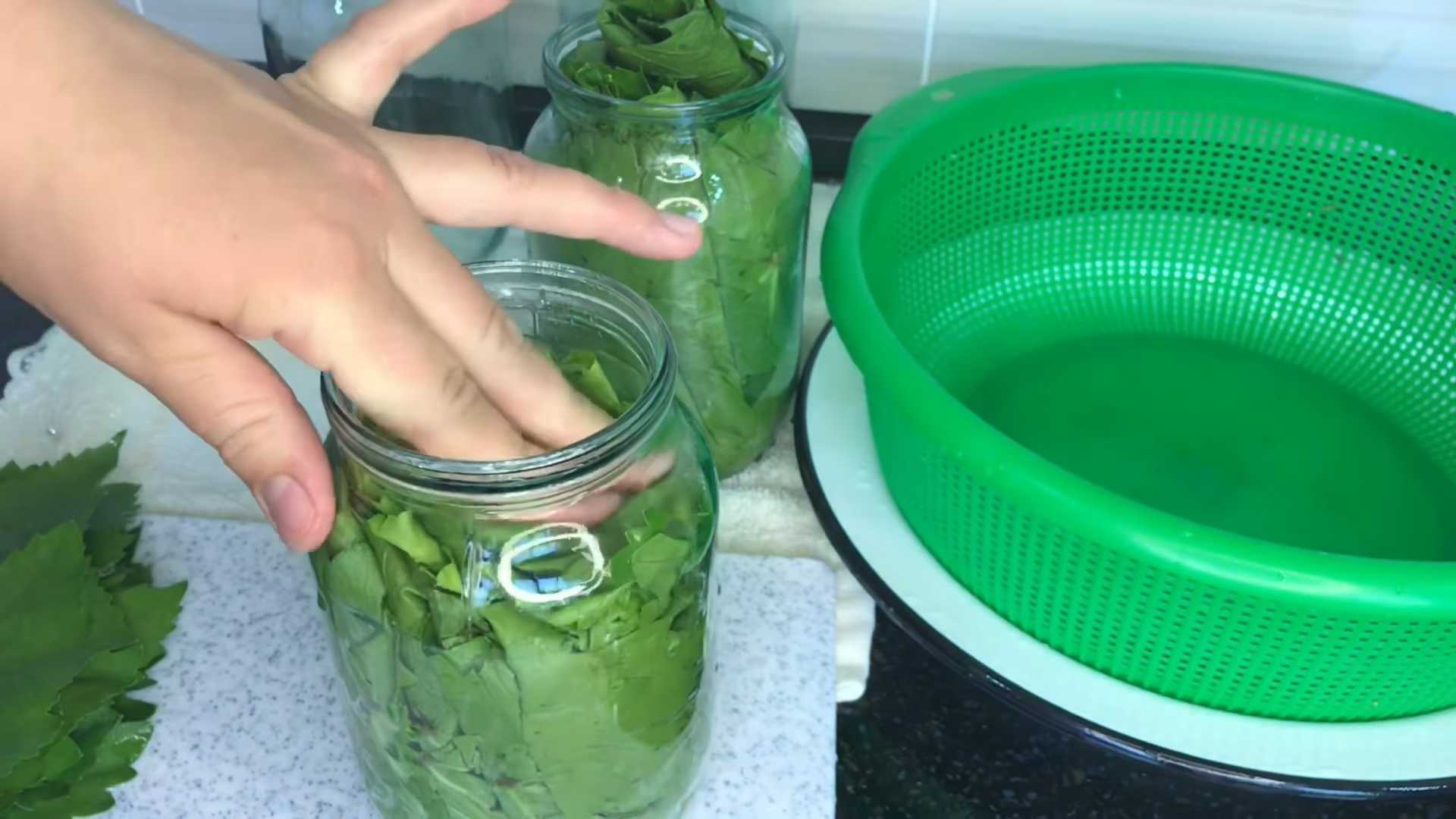 Заготовка виноградного листа на зиму-Шаг 2